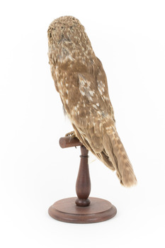 Barking Owl standing on wooden pedestal mount facing back left.