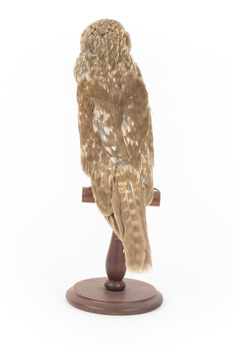 Barking Owl standing on wooden pedestal mount facing back.
