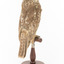 Barking Owl standing on wooden pedestal mount facing back right.