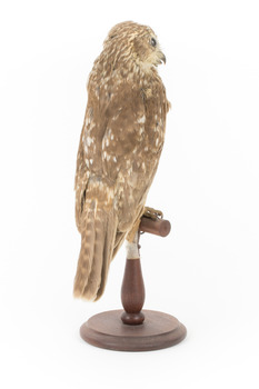 Barking Owl standing on wooden pedestal mount facing back right.
