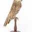Barking Owl standing on wooden pedestal mount facing right.
