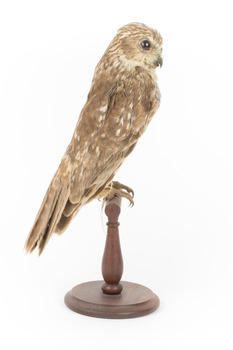 Barking Owl standing on wooden pedestal mount facing right.