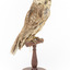 Barking Owl standing on wooden pedestal mount facing front right.