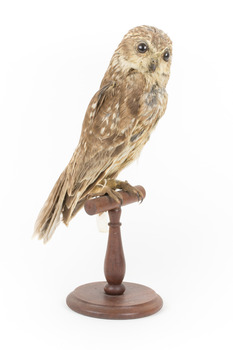 Barking Owl standing on wooden pedestal mount facing front right.