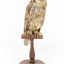 Barking Owl standing on a wooden mount facing forward. 