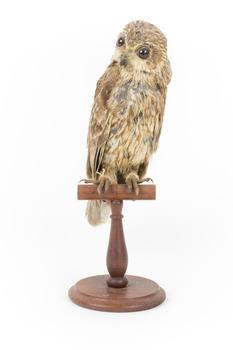 Barking Owl standing on a wooden mount facing forward. 
