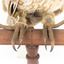 Barking Owl standing on wooden pedestal mount facing front. Close up view of lower body, tarsi and talons.