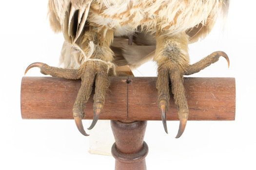 Barking Owl standing on wooden pedestal mount facing front. Close up view of lower body, tarsi and talons.