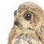 Barking Owl standing on wooden pedestal mount facing forward left. 