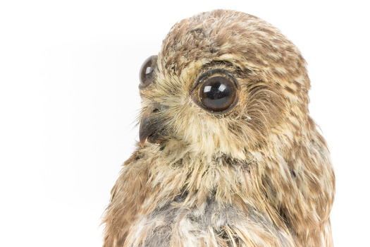 Barking Owl standing on wooden pedestal mount facing forward left. 