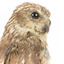Barking Owl standing on wooden pedestal mount facing forward right.
