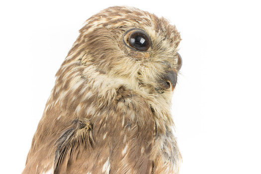 Barking Owl standing on wooden pedestal mount facing forward right.