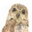 Barking Owl standing on wooden pedestal mount facing forward. 
