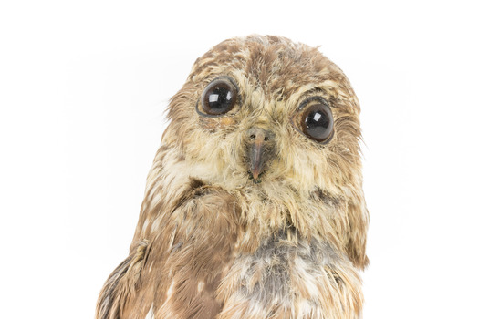 Barking Owl standing on wooden pedestal mount facing forward. 