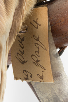 Barking Owl standing on a wooden platform with swing tags attached. Close-up view of torn swing tag  (see transcription).