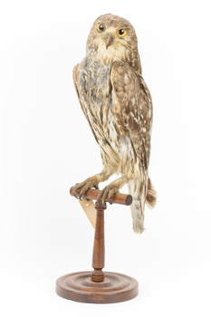 Barking Owl standing on wooden pedestal with swing tag attached.