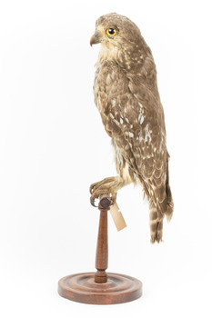 Barking Owl standing on wooden pedestal with swing tags attached. 