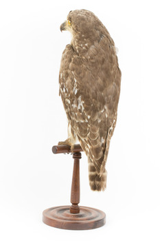 Barking Owl standing on wooden pedestal with swing tags attached.