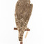 Barking Owl standing on wooden perch with swing tags attached. 