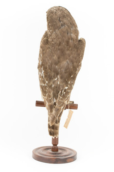 Barking Owl standing on wooden perch with swing tags attached. 