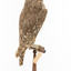 Barking Owl standing on wooden pedestal mount with swing tags attached.