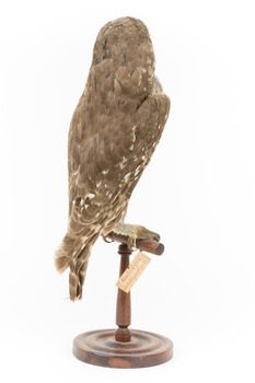 Barking Owl standing on wooden pedestal mount with swing tags attached.