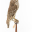 Barking Owl standing on wooden pedestal mount with swing tags attached.