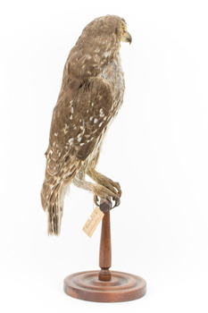 Barking Owl standing on wooden pedestal mount with swing tags attached.