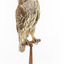 Barking Owl standing on wooden pedestal mount with swing tags attached.
