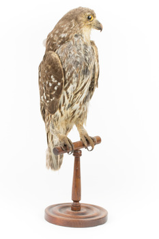 Barking Owl standing on wooden pedestal mount with swing tags attached.
