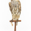 Barking Owl standing on wooden pedestal mount with swing tags attached.