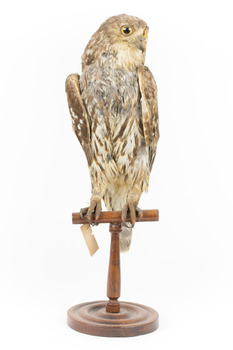 Barking Owl standing on wooden pedestal mount with swing tags attached.