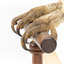  Barking Owl standing on wooden pedestal mount with swing tags attached. Close up of curled talons.