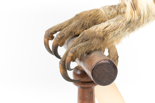  Barking Owl standing on wooden pedestal mount with swing tags attached. Close up of curled talons.
