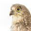 Barking Owl standing on wooden pedestal mount with swing tags attached. Close up of face showing large yellow eye with black iris and brown bill.