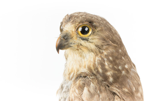 Barking Owl standing on wooden pedestal mount with swing tags attached. Close up of face showing large yellow eye with black iris and brown bill.