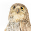 Barking Owl standing on wooden pedestal mount with swing tags attached. Close up of face showing large yellow eyes with black irises and narrow brown bill.