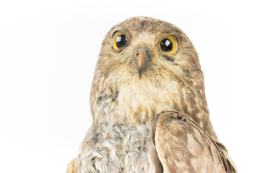 Barking Owl standing on wooden pedestal mount with swing tags attached. Close up of face showing large yellow eyes with black irises and narrow brown bill.