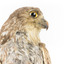Barking Owl standing on wooden pedestal mount with swing tags attached. Close up profile view of face with large yellow eyes and brown bill.