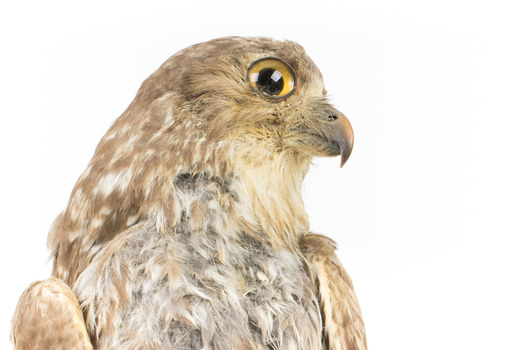 Barking Owl standing on wooden pedestal mount with swing tags attached. Close up profile view of face with large yellow eyes and brown bill.