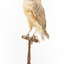 Barn Owl mounted on wooden perch pedestal with swing tag. The body faces front-left and the head is turned leftward showing white heart-shaped facial disc and large black eyes. The wing feathers are darker than the pale underbelly and show light brown, grey and yellow patterning.  