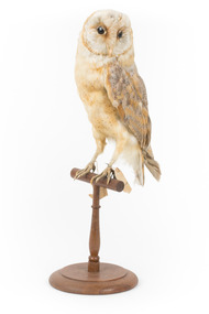 Barn Owl mounted on wooden perch pedestal with swing tag. The body faces front-left and the head is turned leftward showing white heart-shaped facial disc and large black eyes. The wing feathers are darker than the pale underbelly and show light brown, grey and yellow patterning.  