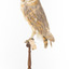 Barn Owl mounted on wooden perch pedestal with swing tag. Left side profile view of body with head turned leftward showing partial view of white heart-shaped facial disc and large black eye. Wing feathers are light brown, grey and yellow patterning. .