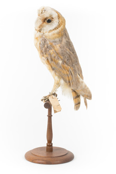 Barn Owl mounted on wooden perch pedestal with swing tag. Left side profile view of body with head turned leftward showing partial view of white heart-shaped facial disc and large black eye. Wing feathers are light brown, grey and yellow patterning. .