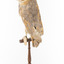 Barn Owl mounted on wooden perch pedestal with swing tag attached to left leg. View is of back left side and head is turned leftwards showing part of white face and large black eye.