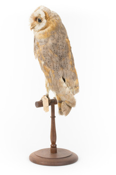 Barn Owl mounted on wooden perch pedestal with swing tag attached to left leg. View is of back left side and head is turned leftwards showing part of white face and large black eye.