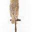 Barn Owl mounted on wooden perch pedestal with swing tag. Rear view showing light brown, grey and yellow feather patterning.