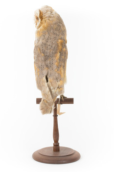 Barn Owl mounted on wooden perch pedestal with swing tag. Rear view showing light brown, grey and yellow feather patterning.