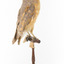 Barn Owl mounted on wooden perch pedestal with swing tag. Back right side view showing light brown, grey and yellow feather patterning.