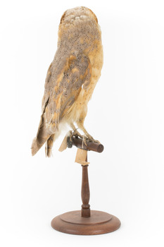 Barn Owl mounted on wooden perch pedestal with swing tag. Back right side view showing light brown, grey and yellow feather patterning.